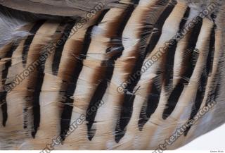 animal skin feather 0001
